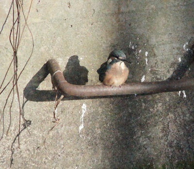 DSC07271-2.JPG