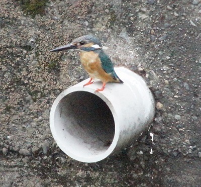 DSC09099-3.JPG