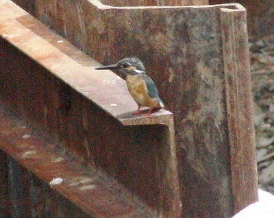 DSC09102-2.JPG