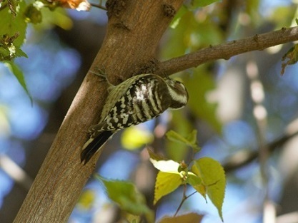 woodpecker -2.jpg